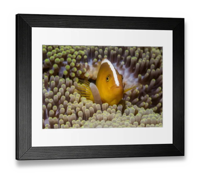 Framed Print : RF - Orange skunk clownfish (Amphiprion sandaracinos) in anemone, Puerto Galera, Philippines Framed Print : RF - Orange skunk clownfish (Amphiprion sandaracinos) in anemone, Puerto Galera, Philippines
