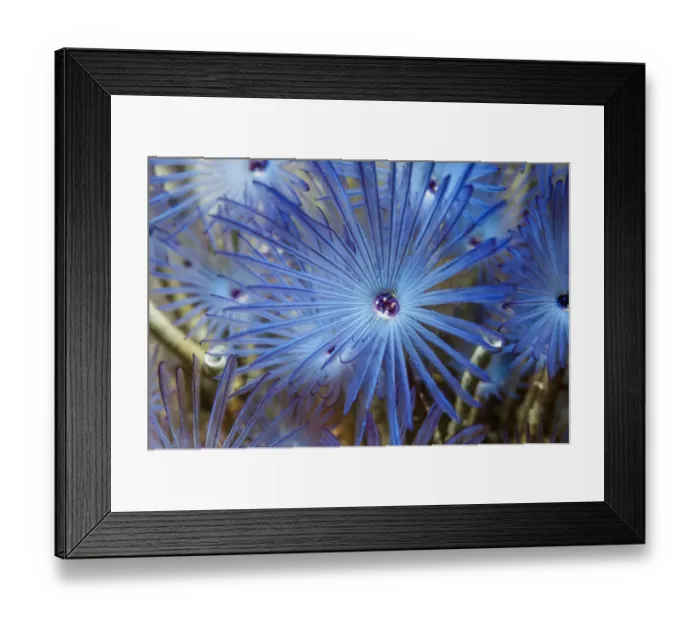 Framed Print : Variegated feather duster (Bispira variegata) Sabellidae. Puerto Galera, Philippines Framed Print : Variegated feather duster (Bispira variegata) Sabellidae. Puerto Galera, Philippines