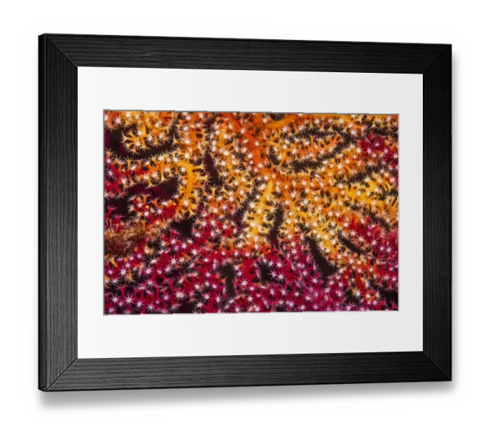 Framed Print : RF - Polyps on gorgonian fan coral. West Papua, Indonesia Framed Print : RF - Polyps on gorgonian fan coral. West Papua, Indonesia