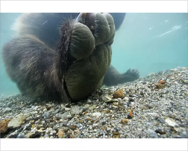 Brown bear (Ursus arctos) paw seem from under water, Ozernaya River, Kuril Lake