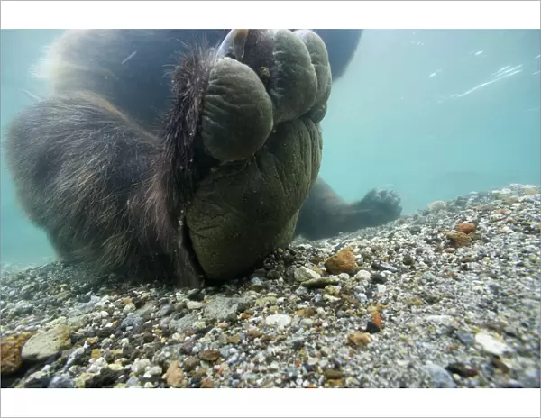Brown bear (Ursus arctos) paw seem from under water, Ozernaya River, Kuril Lake