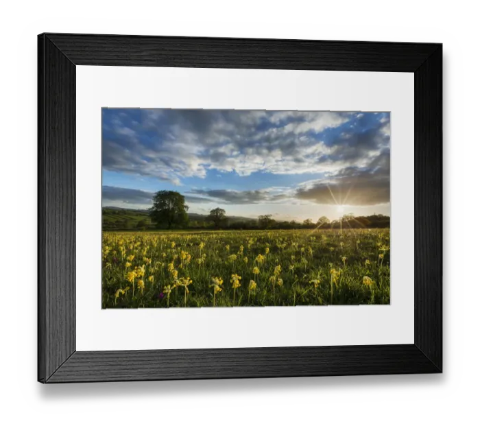 Framed Print : Cowslips (Primula veris) in bloom on Hardington Moor NNR, Somerset, England, UK, May 2013