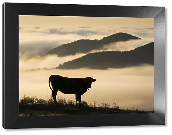 Cow with cowbell silhouetted at sunrise, with mist over the Eastern Rhodope Mountains