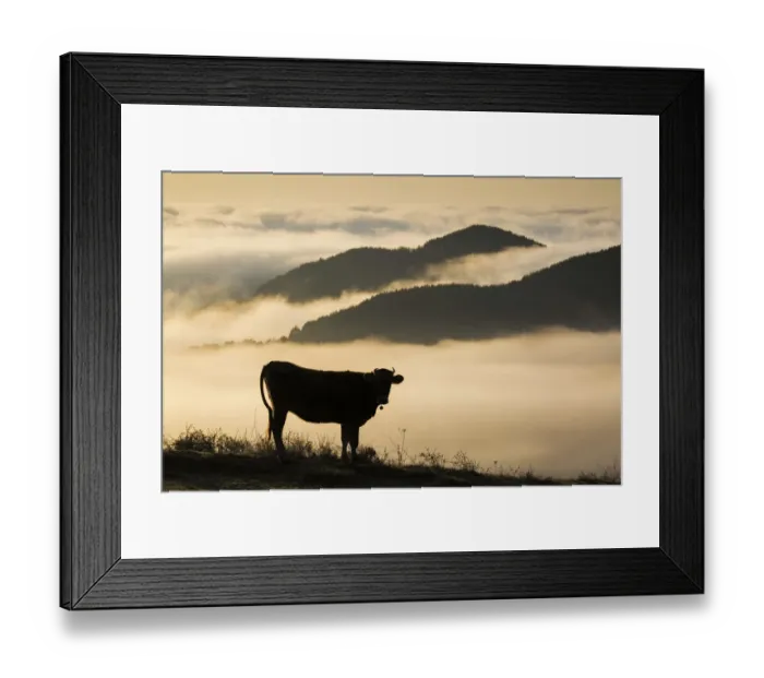 Framed Print : Cow with cowbell silhouetted at sunrise, with mist over the Eastern Rhodope Mountains Framed Print : Cow with cowbell silhouetted at sunrise, with mist over the Eastern Rhodope Mountains