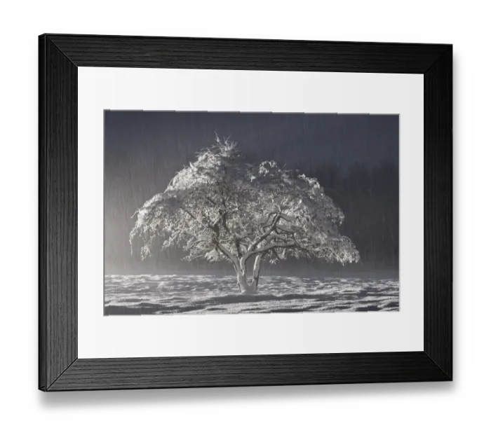 Framed Print : Snow covered tree, Northumberland, England. November 2010 Framed Print : Snow covered tree, Northumberland, England. November 2010