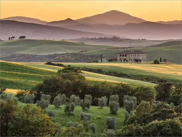 Tuscan farmhouse and olive grove, Val d Orcia, Tuscany, Italy, May 2018