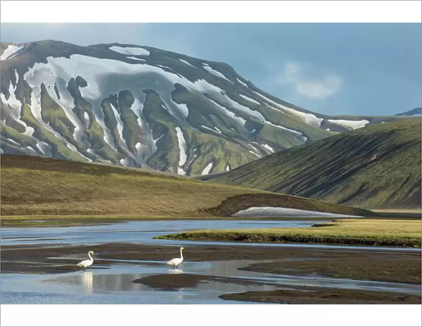 Whooper swan (Cygnus cygnus) in landscape of Landmannalaugar, Iceland, June