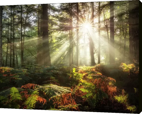 Sun shining through trees in Bolderwood, New Forest National Park, Hampshire, England, UK