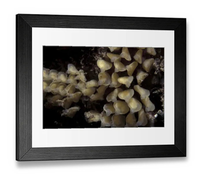 Framed Print : Eggs of Dog whelk {Nucella lapillus} Jersey, Channel Is, UK Corbiere Framed Print : Eggs of Dog whelk {Nucella lapillus} Jersey, Channel Is, UK Corbiere