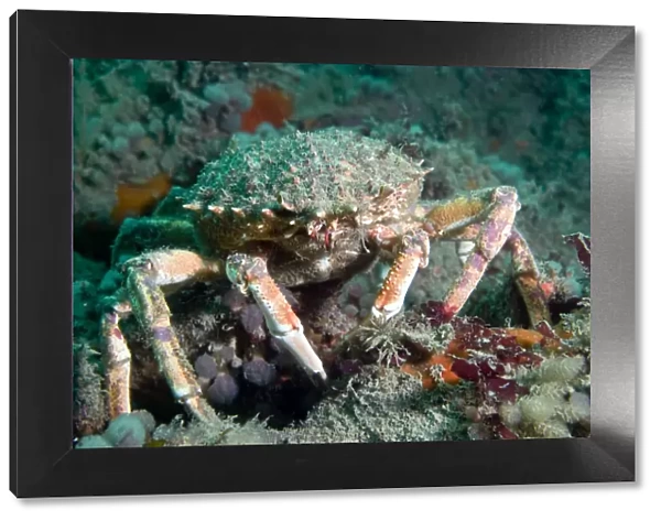 Spiny spider crab {Maja squinado} on seabed, Channel Islands, UK