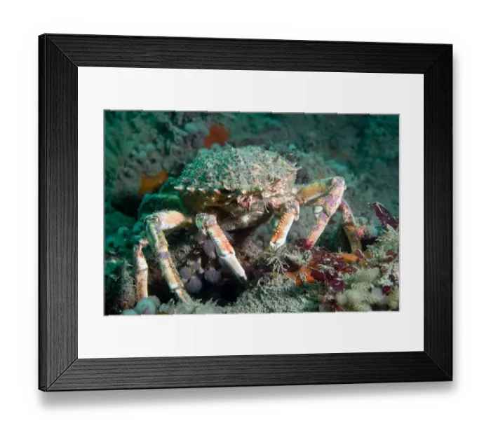 Framed Print : Spiny spider crab {Maja squinado} on seabed, Channel Islands, UK Framed Print : Spiny spider crab {Maja squinado} on seabed, Channel Islands, UK