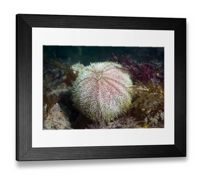 Framed Print : Common Urchin (Echinus esculentus) Sark, Channel Islands, UK Framed Print : Common Urchin (Echinus esculentus) Sark, Channel Islands, UK