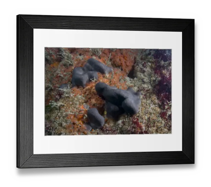 Framed Print : Elephant hide / ear sponge {Pachymatisma johnstonia} Gouliot Caves, Alderney, Channel Islands Framed Print : Elephant hide / ear sponge {Pachymatisma johnstonia} Gouliot Caves, Alderney, Channel Islands