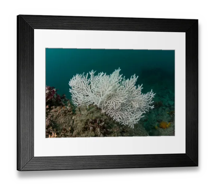 Framed Print : Warty / Pink sea fan coral {Eunicella verrucosa} white form, Channel Islands, UK Framed Print : Warty / Pink sea fan coral {Eunicella verrucosa} white form, Channel Islands, UK