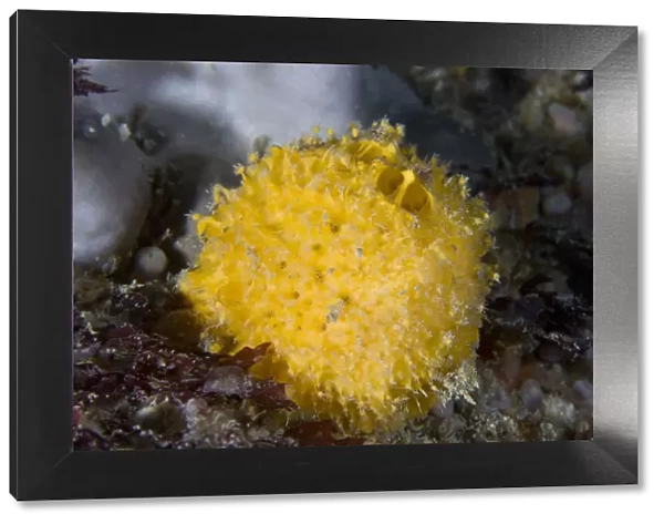 Golf ball sponge (Tethya citrina) underwater, Channel Isles, UK, July