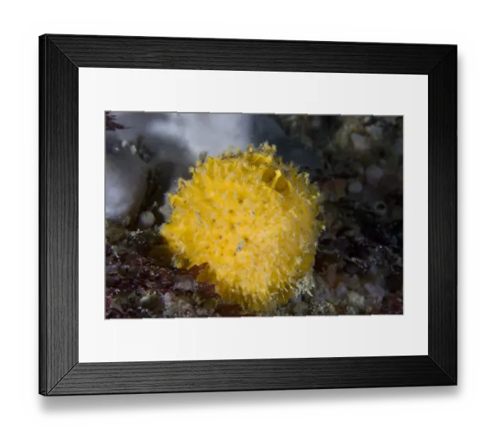 Framed Print : Golf ball sponge (Tethya citrina) underwater, Channel Isles, UK, July Framed Print : Golf ball sponge (Tethya citrina) underwater, Channel Isles, UK, July