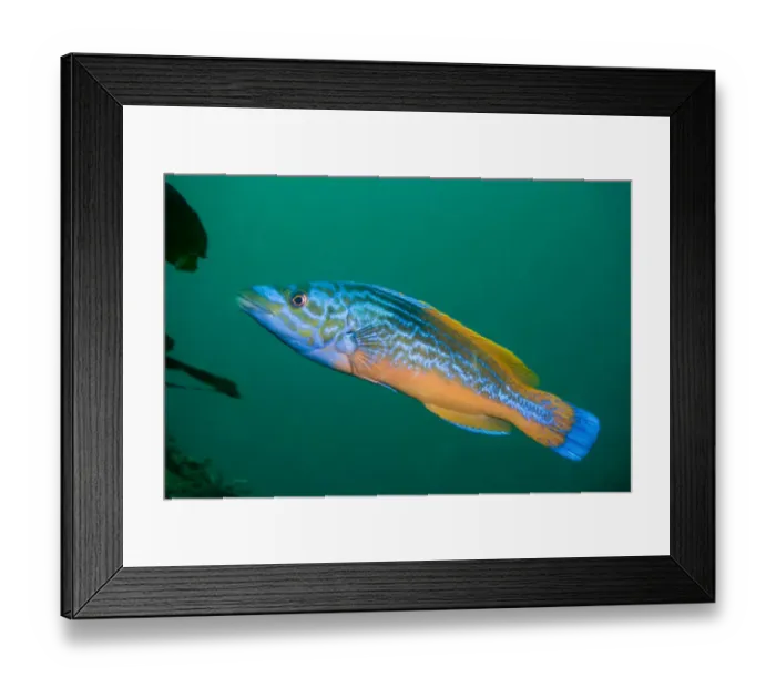 Framed Print : Cuckoo wrasse {Labrus mixtus / bicamulatus} male, Channel Islands, UK Framed Print : Cuckoo wrasse {Labrus mixtus / bicamulatus} male, Channel Islands, UK