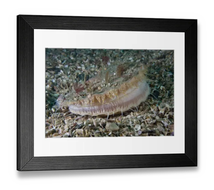 Framed Print : Giant scallop (Pecten maximus) on seabed, feeding, showing mantle, Channel Isles Framed Print : Giant scallop (Pecten maximus) on seabed, feeding, showing mantle, Channel Isles