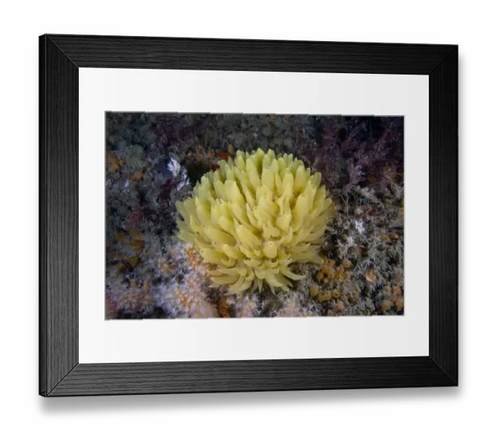 Framed Print : Yellow hedgehog sponge (Polymastia boletiformis) underwater, Channel Isles, UK, June Framed Print : Yellow hedgehog sponge (Polymastia boletiformis) underwater, Channel Isles, UK, June