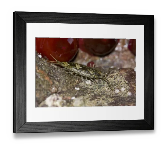 Framed Print : Sea slater / Beach woodlouse (Ligia oceanica) on rock, Channel Isles, UK, September Framed Print : Sea slater / Beach woodlouse (Ligia oceanica) on rock, Channel Isles, UK, September