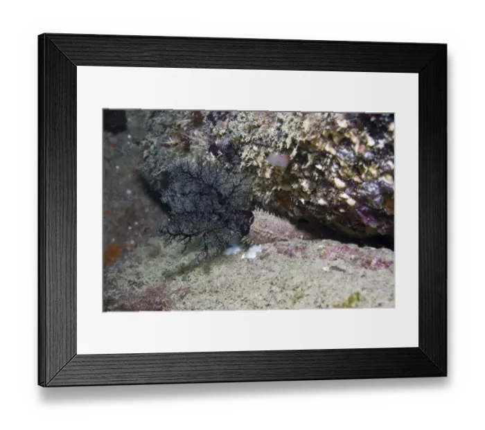 Framed Print : Crevice sea cucumber (Aslia lefevrei) in rock crevice, Channel Isles, UK, April Framed Print : Crevice sea cucumber (Aslia lefevrei) in rock crevice, Channel Isles, UK, April