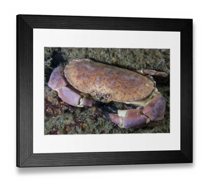 Framed Print : Edible crab (Cancer pagurus) underwater, looking up, Channel Isles, UK, June Framed Print : Edible crab (Cancer pagurus) underwater, looking up, Channel Isles, UK, June
