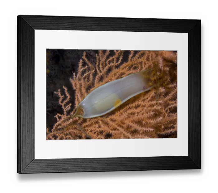 Framed Print : Dogfish egg case  /  Mermaids purse (Scyliorhinus sp) on fan coral, Channel Isles