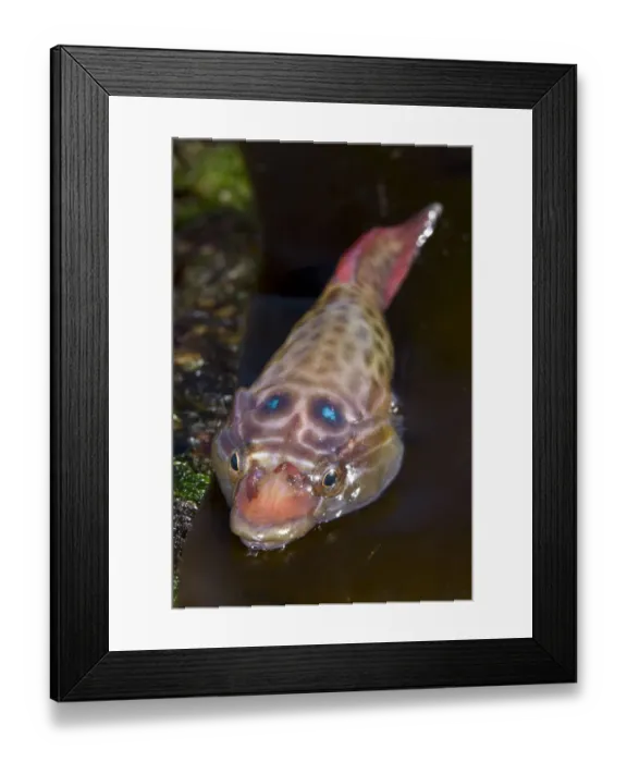 Framed Print : Shore Clingfish (Lepadogaster lepadogaster). Channel Islands, UK, April Framed Print : Shore Clingfish (Lepadogaster lepadogaster). Channel Islands, UK, April