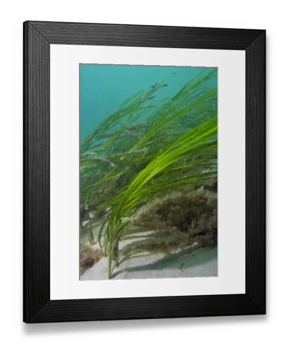 Framed Print : Eel Grass (Zostera marina) swaying in the current. Channel Islands, UK, May Framed Print : Eel Grass (Zostera marina) swaying in the current. Channel Islands, UK, May