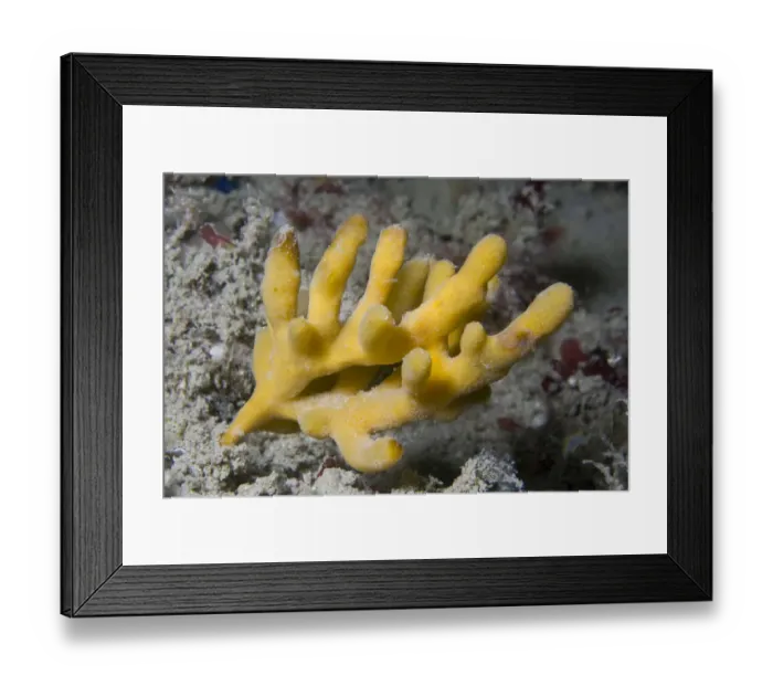 Framed Print : Staghorn Sponge (Homaxinella subdola / Axinella dissimilis). Channel Islands, UK, May Framed Print : Staghorn Sponge (Homaxinella subdola / Axinella dissimilis). Channel Islands, UK, May