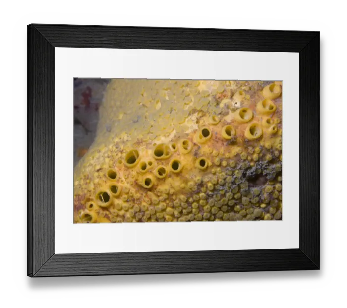 Framed Print : Boring Sponge (Cliona celata). Channel Islands, UK, May Framed Print : Boring Sponge (Cliona celata). Channel Islands, UK, May