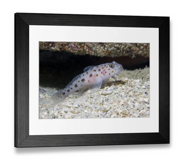 Framed Print : Leopard-spotted Goby (Thorogobius ephippiatus). Channel Islands, UK, June Framed Print : Leopard-spotted Goby (Thorogobius ephippiatus). Channel Islands, UK, June