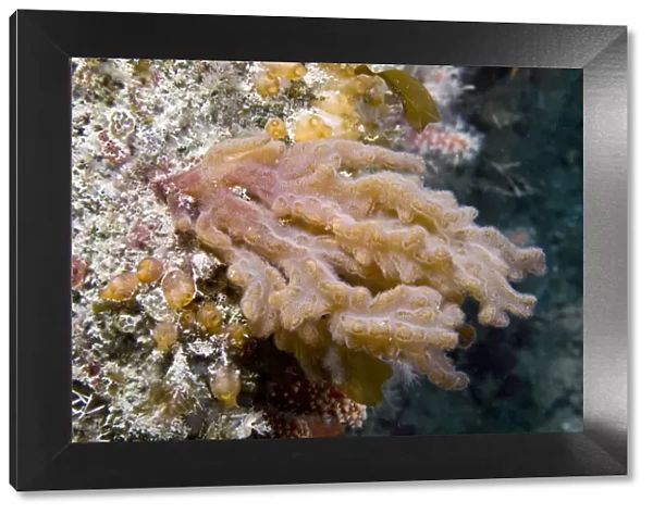 Finger Bryozoan  /  Sea Mat (Alcyonidium diaphanum). Channel Islands, UK, June
