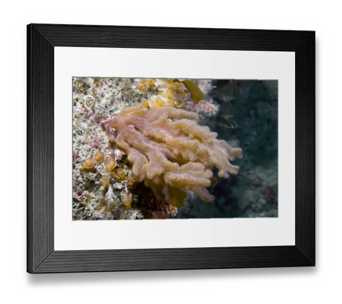Framed Print : Finger Bryozoan / Sea Mat (Alcyonidium diaphanum). Channel Islands, UK, June Framed Print : Finger Bryozoan / Sea Mat (Alcyonidium diaphanum). Channel Islands, UK, June