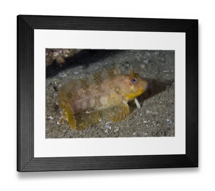 Framed Print : Tompot Blenny (Parablennius / Blennius gattorugine). Channel Islands, UK, August Framed Print : Tompot Blenny (Parablennius / Blennius gattorugine). Channel Islands, UK, August