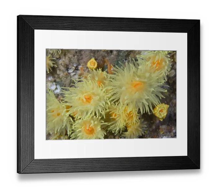 Framed Print : Sunset Cup / Yellow Cave Coral (Leptopsammia pruvoti) Channel Islands, UK, June Framed Print : Sunset Cup / Yellow Cave Coral (Leptopsammia pruvoti) Channel Islands, UK, June