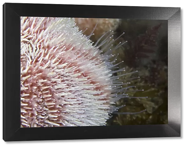Common Sea Urchin (Echinus esculentus) close up to show hydraulic tube feet. Channel Islands