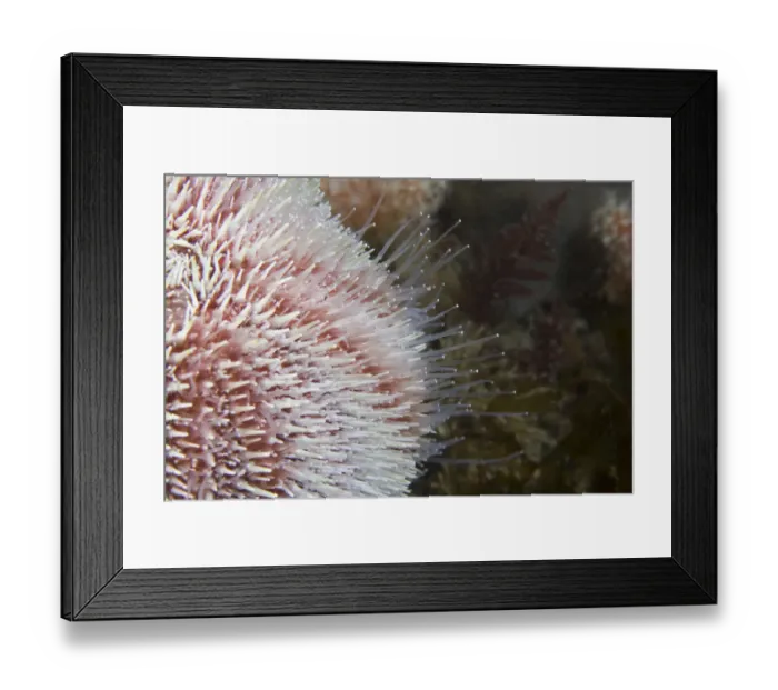 Framed Print : Common Sea Urchin (Echinus esculentus) close up to show hydraulic tube feet. Channel Islands Framed Print : Common Sea Urchin (Echinus esculentus) close up to show hydraulic tube feet. Channel Islands