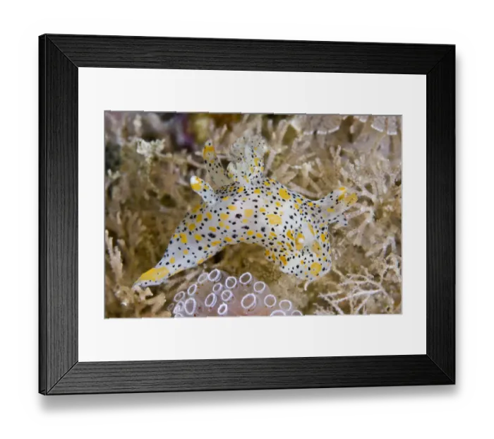 Framed Print : Nudibranch (Thecacera pennigera) moving past some sea squirts. Channel Islands, UK, June Framed Print : Nudibranch (Thecacera pennigera) moving past some sea squirts. Channel Islands, UK, June