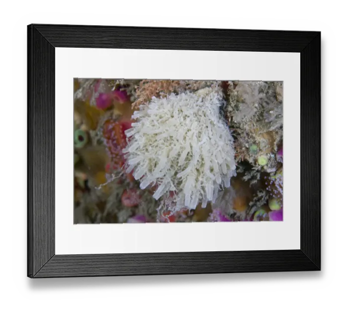 Framed Print : Sponge (Leucosolenia botryoides). Channel Islands, UK, August Framed Print : Sponge (Leucosolenia botryoides). Channel Islands, UK, August