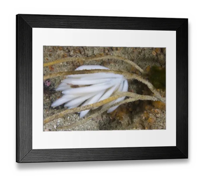 Framed Print : Eggs of European Squid (Loligo vulgaris). Channel Islands, UK, July Framed Print : Eggs of European Squid (Loligo vulgaris). Channel Islands, UK, July