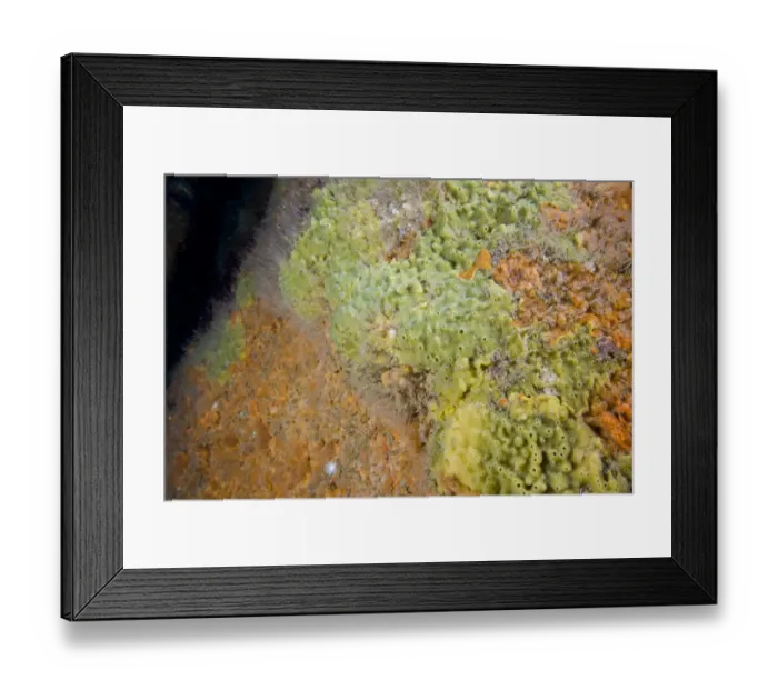 Framed Print : Breadcrumb Sponge (Halichondria panicea) and other encrusting sponges. Channel Islands, UK, June