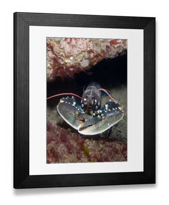 Framed Print : European Lobster (Homarus gammarus). Channel Islands, UK, July Framed Print : European Lobster (Homarus gammarus). Channel Islands, UK, July