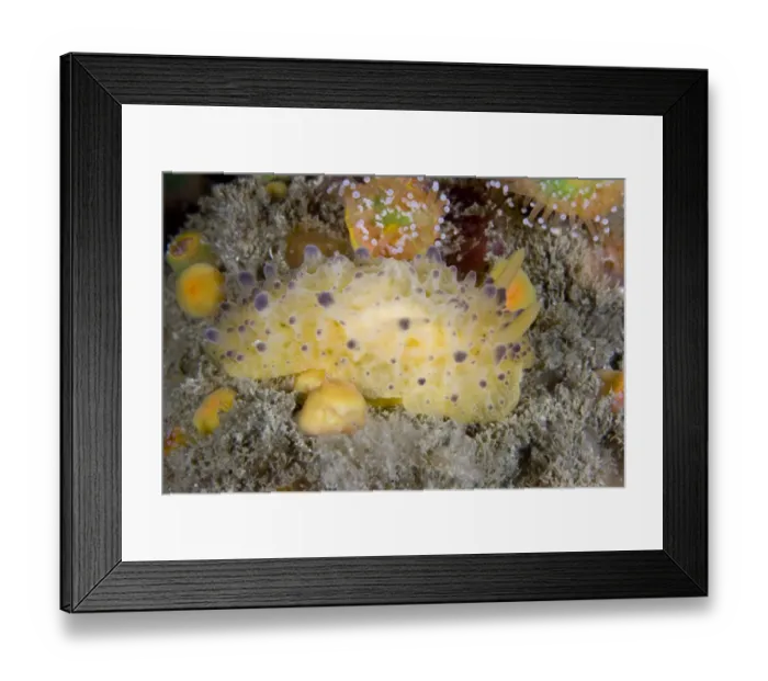 Framed Print : Nudibranch (Doris sticta). Channel Islands, UK, August Framed Print : Nudibranch (Doris sticta). Channel Islands, UK, August