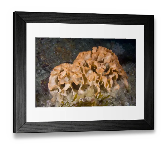 Framed Print : Potato Crisp Bryozoan (Pentapora foliacea / fascialis) Channel Islands, UK, July Framed Print : Potato Crisp Bryozoan (Pentapora foliacea / fascialis) Channel Islands, UK, July