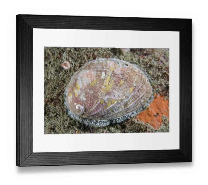 Framed Print : Ormer (Haliotis tuberculata). Channel Islands, UK, July Framed Print : Ormer (Haliotis tuberculata). Channel Islands, UK, July