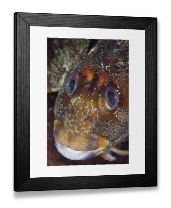 Framed Print : Tompot Blenny (Parablennius / Blennius gattorugine). Channel Islands, UK, August Framed Print : Tompot Blenny (Parablennius / Blennius gattorugine). Channel Islands, UK, August