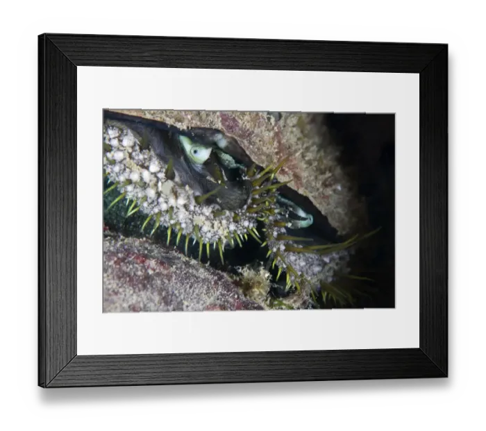 Framed Print : Ormer (Haliotis tuberculata). Channel Islands, UK, August Framed Print : Ormer (Haliotis tuberculata). Channel Islands, UK, August