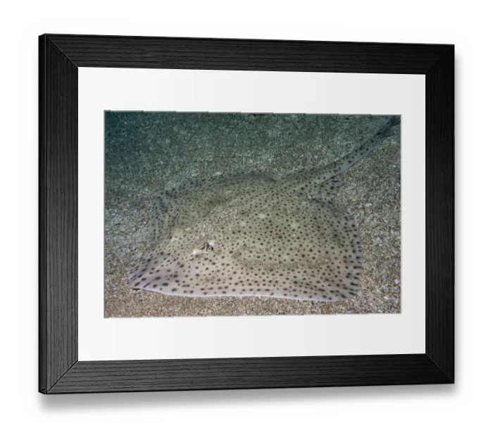 Framed Print : Blonde Ray (Raja brachyura) demonstrating camouflage against sandy habitat. Channel Islands Framed Print : Blonde Ray (Raja brachyura) demonstrating camouflage against sandy habitat. Channel Islands