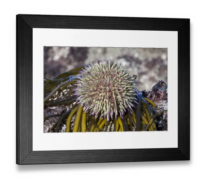 Framed Print : Green sea urchin (Psammechinus miliaris) Channel Islands, UK March Framed Print : Green sea urchin (Psammechinus miliaris) Channel Islands, UK March